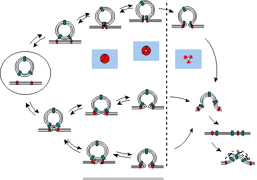 A schematic drawing of the model